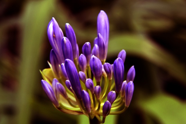 山東泰山迎戰菲律賓冠軍：6外援及歸化球員加盟亞冠戰鬥！.